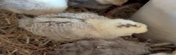 Chickens poultry for sale: unsexed chicks and quail and eggs - Advert 2