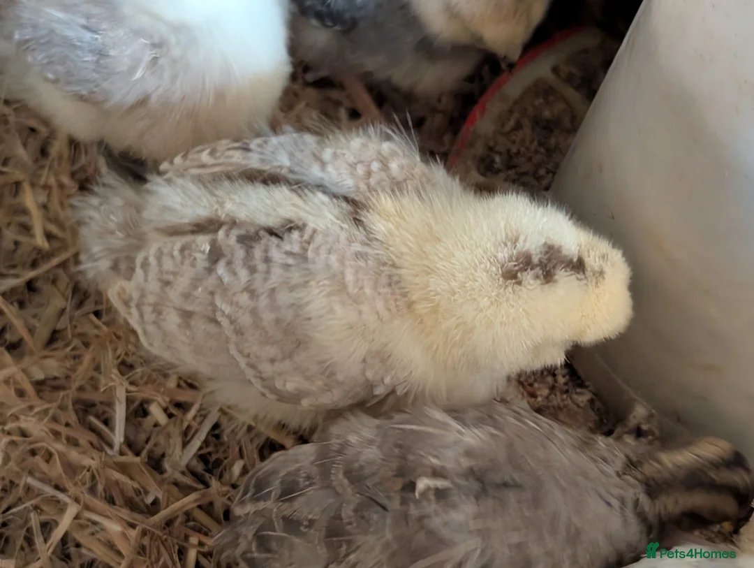 Chickens poultry for sale: unsexed chicks and quail and eggs - Advert 2