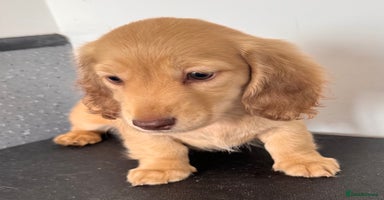 Miniature Dachshund dogs - Advert 7