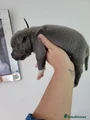 Staffordshire Bull Terrier 3