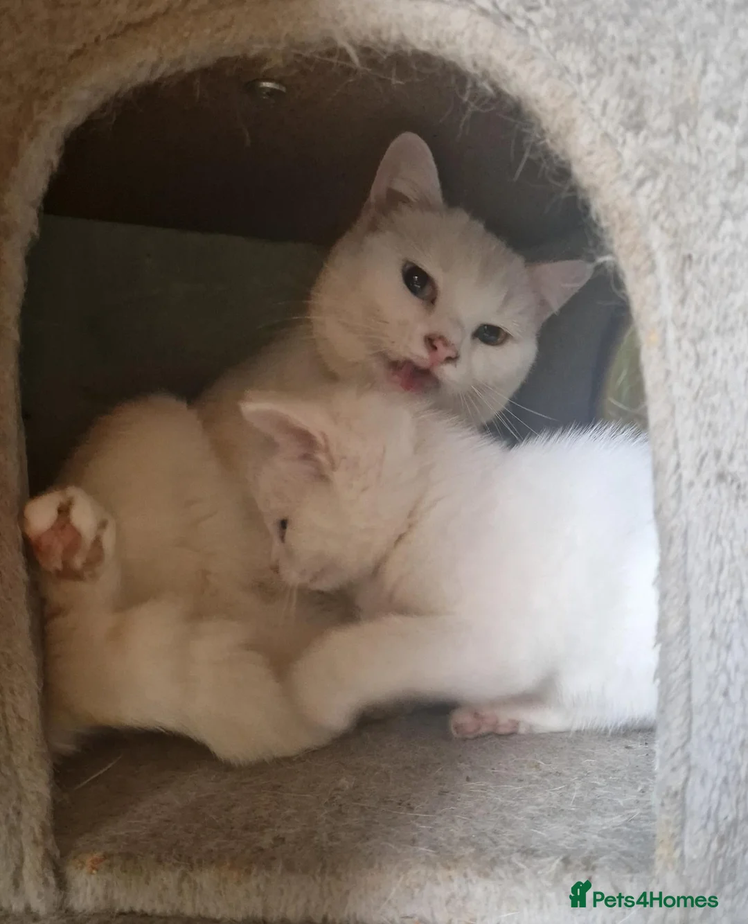 Mixed Breed cats for sale: 2 male kittens - Advert 1