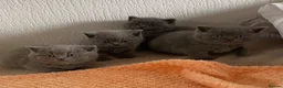 British Longhair cats for sale: British shorthaired kittens  - Advert 6