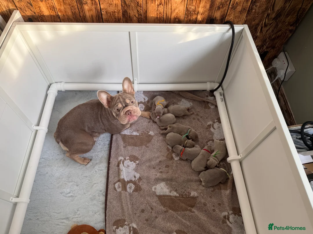 French Bulldog dogs for sale: Isabella NEWSHADE French bulldogs - Advert 8