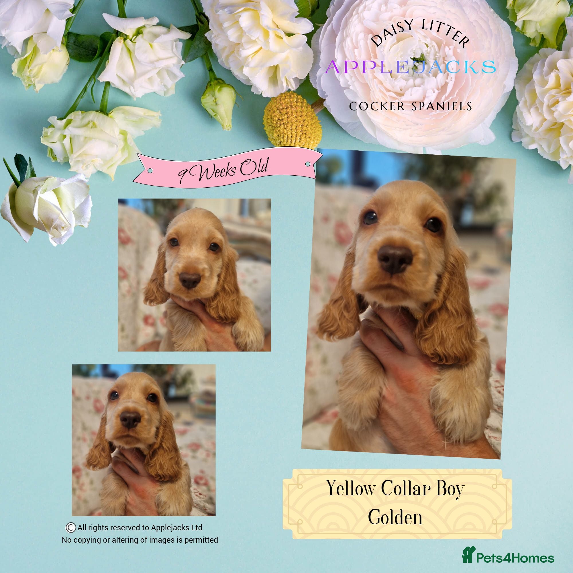Cocker Spaniel dogs Pedigree Orange Roan and Golden Puppies - Advert 1