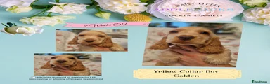 Yellow Collar