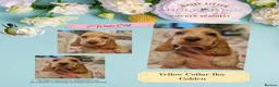Cocker Spaniel dogs for sale: Pedigree Orange Roan and Golden Puppies - Advert 1