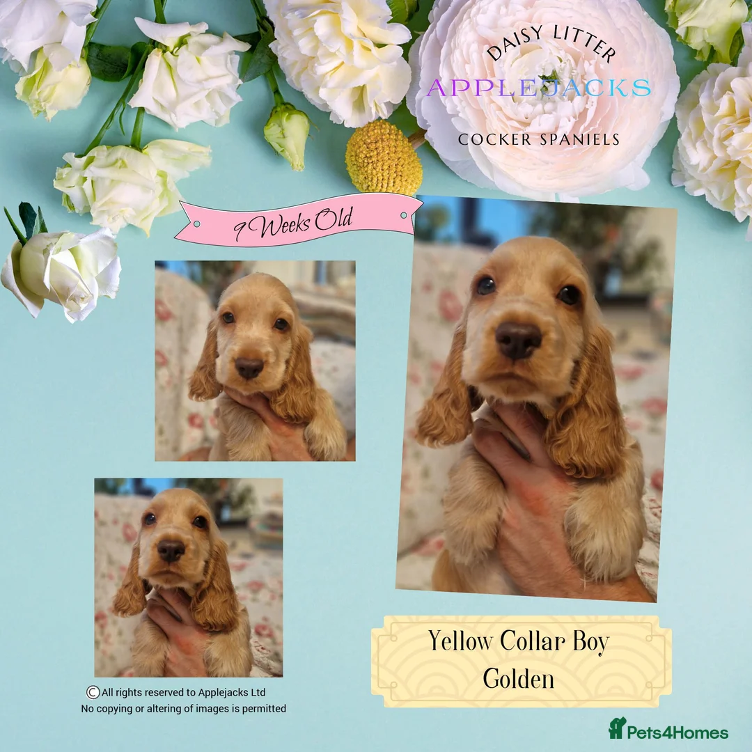 Cocker Spaniel dogs for sale: Pedigree Orange Roan and Golden Puppies - Advert 1