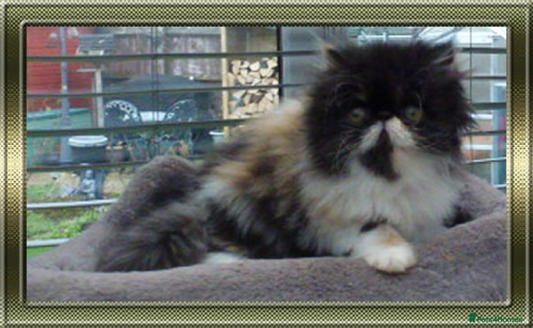 Persian cats for sale: Beautiful Pedigree Persian Kittens - Advert 5
