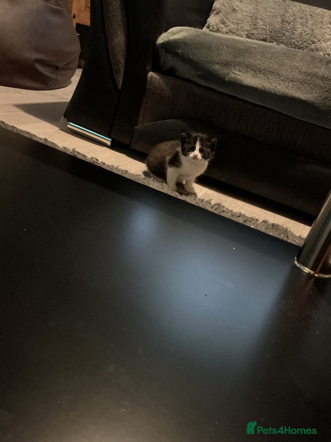 Mixed Breed cats for sale: 5 long haired kitten - Advert 2