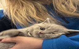 British Shorthair cats for sale: BRITISH SHORT HAIR LILAC KITTENS  - Advert 4