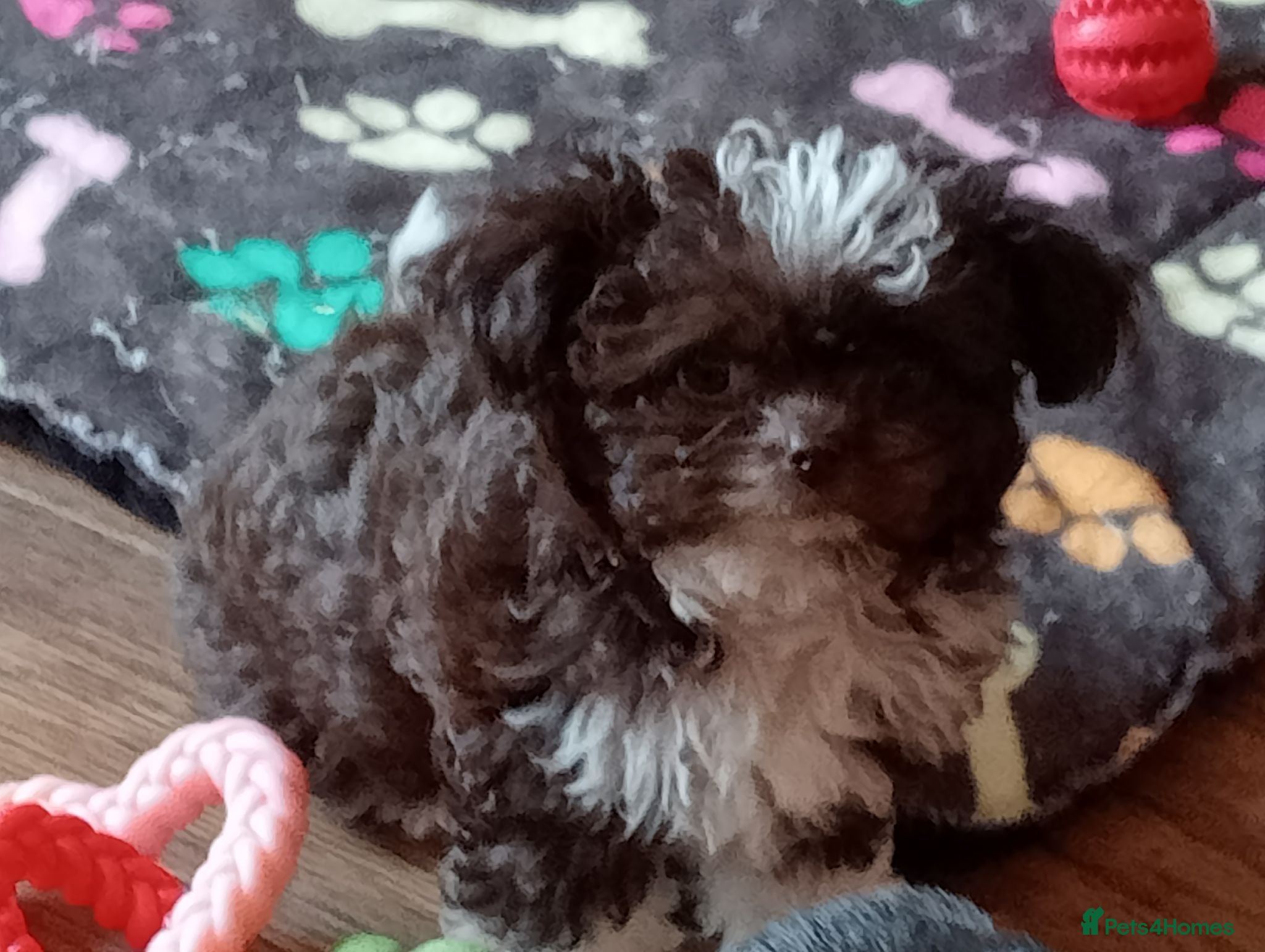 Mixed Breed dogs Imperial Shihtzu X Chihuahua Puppies  - Advert 17