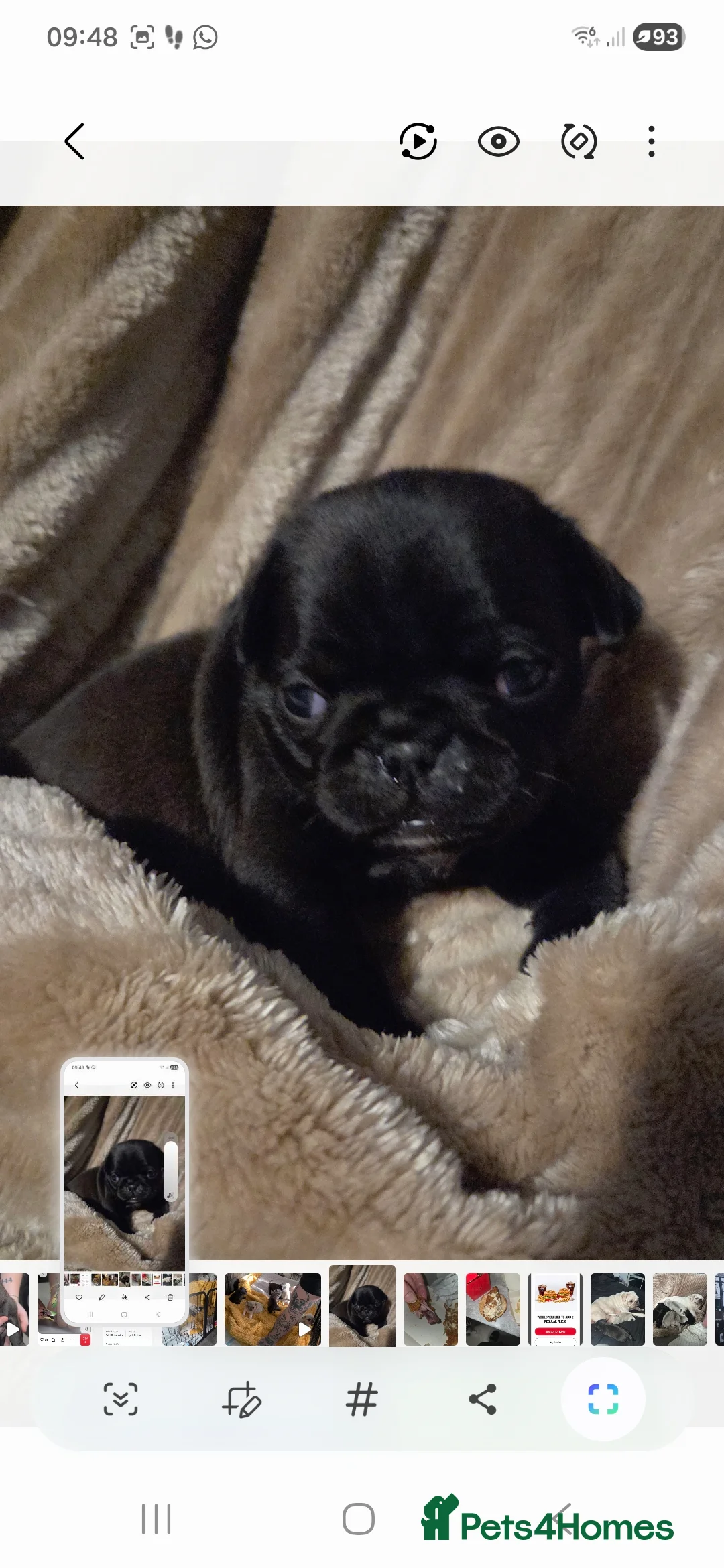 Pug dogs for sale: Last pure pug girl ready to leave  - Advert 3