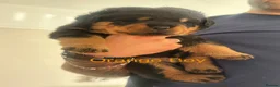 Rottweiler dogs for sale: Rottweiler Puppies  - Advert 3