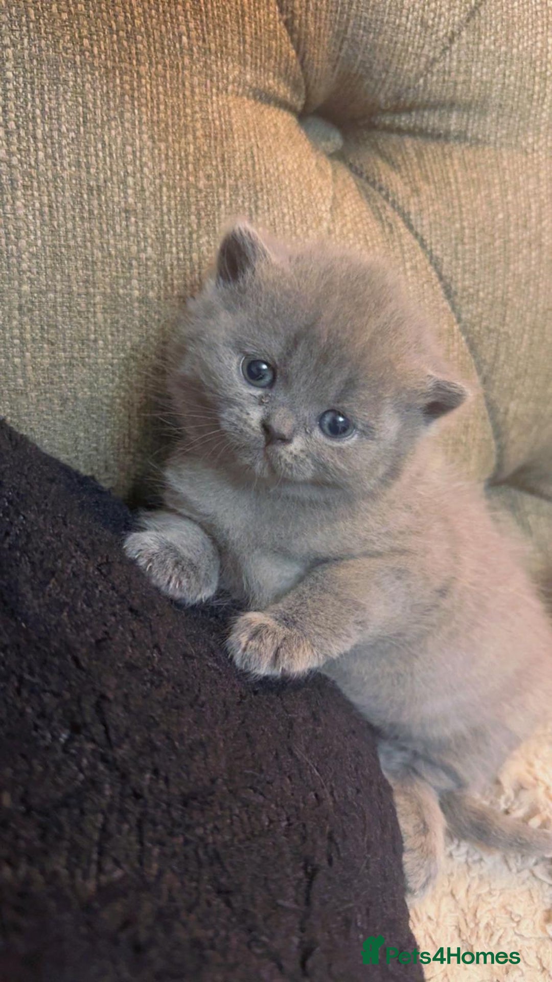 British Shorthair cats for sale: British shorthair - Advert 1