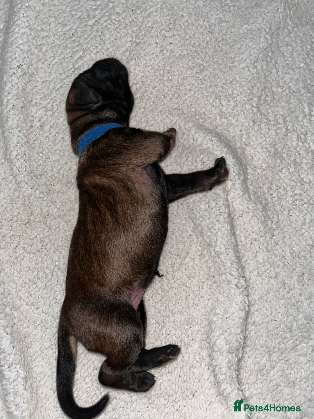 Belgian Shepherd Dog dogs for sale: Belgian shepereds puppies  - Image 4