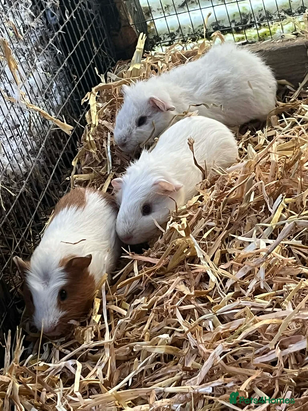 Guinea Pig rodents for sale: Guinea pigs  - Advert 4
