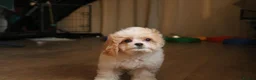 Cavapoochon dogs for sale: Extensively Health tested Ready to leave now 💕 - Advert 2