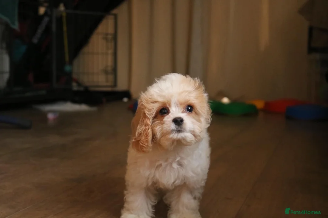 Cavapoochon dogs for sale: Extensively Health tested Ready to leave now 💕 - Advert 2
