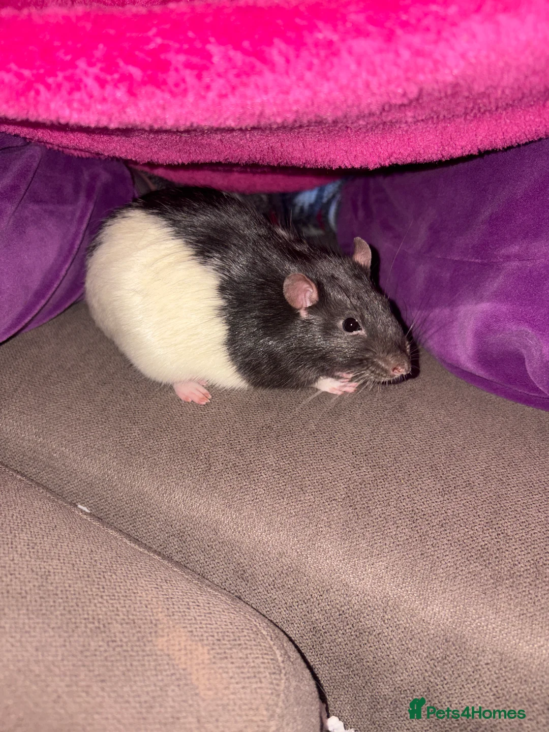 Rat rodents for sale: Luffy and Splinter are looking for a good family - Advert 2