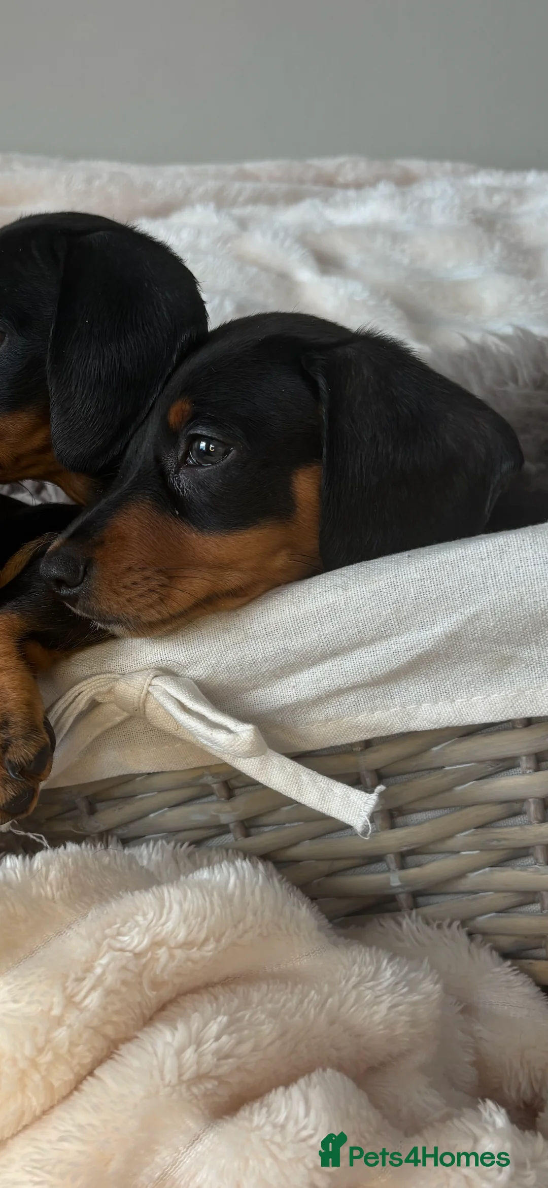 Miniature Dachshund dogs for sale: READY TO LEAVE KC mini dachshunds    - Advert 16