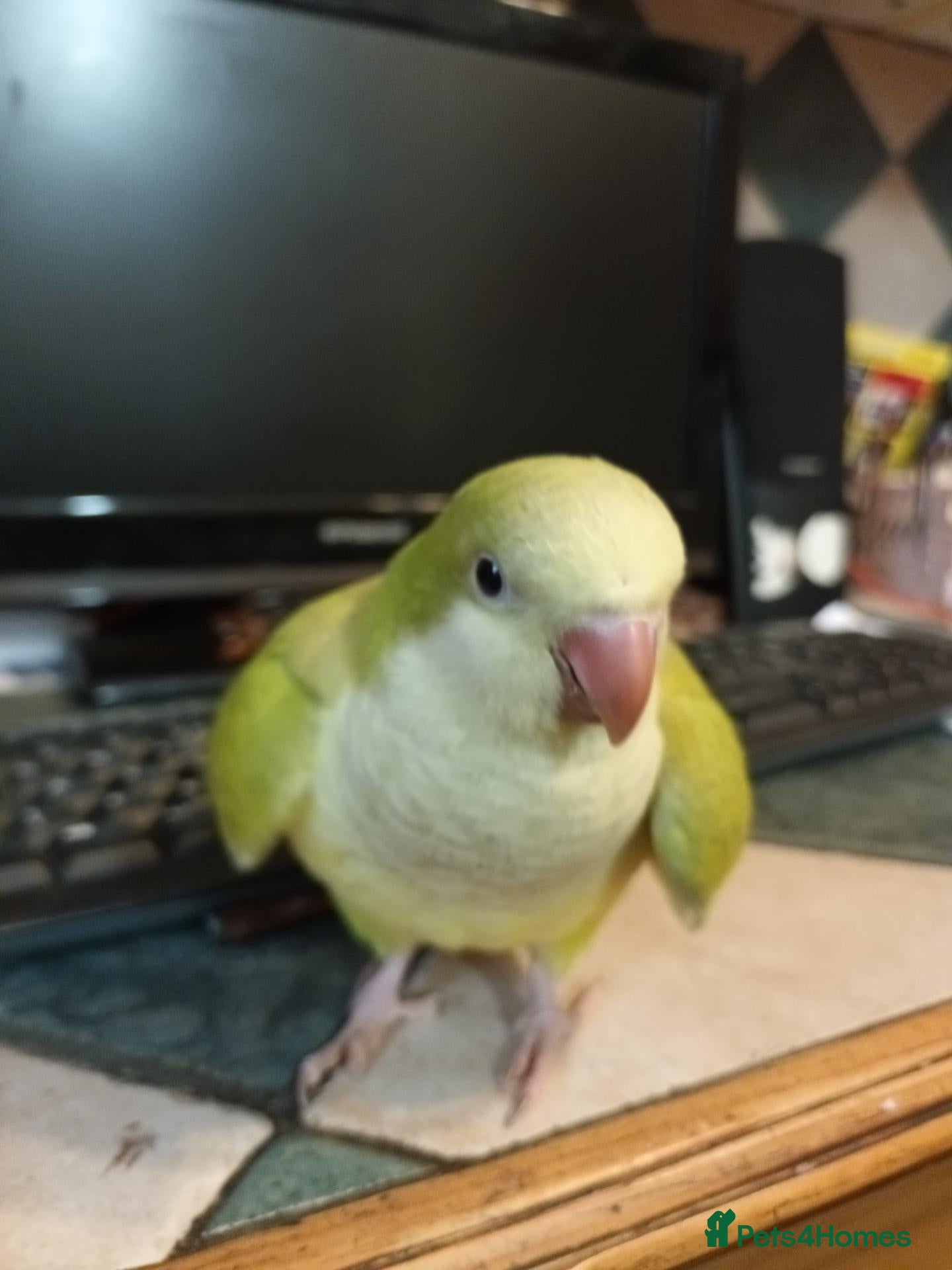 Parrots birds for sale: Beautiful super friendly Quaker parrot chicks - Advert 1