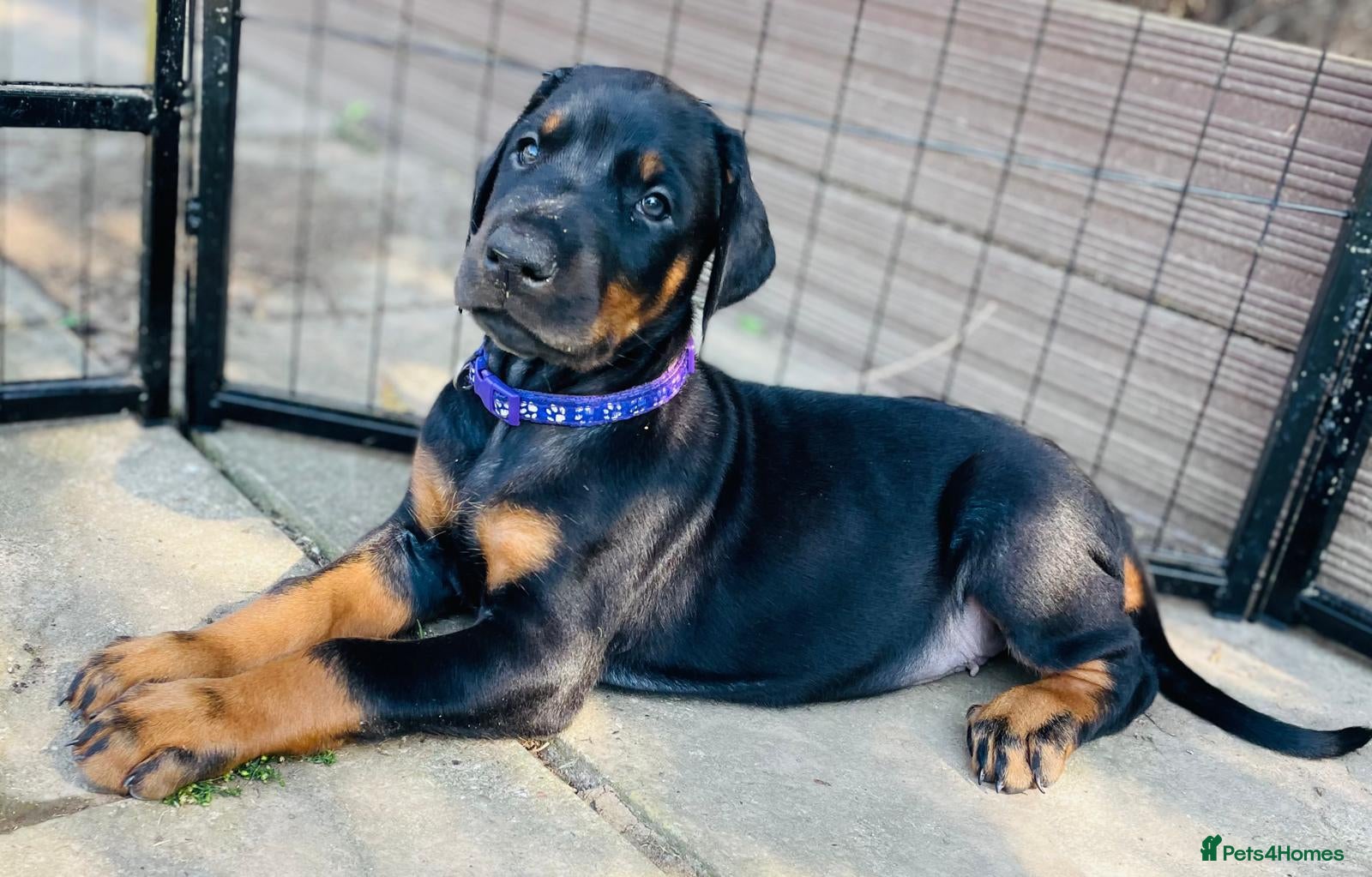 Dobermann dogs for sale: KC registered exclusive Dobermann puppies  - Advert 1
