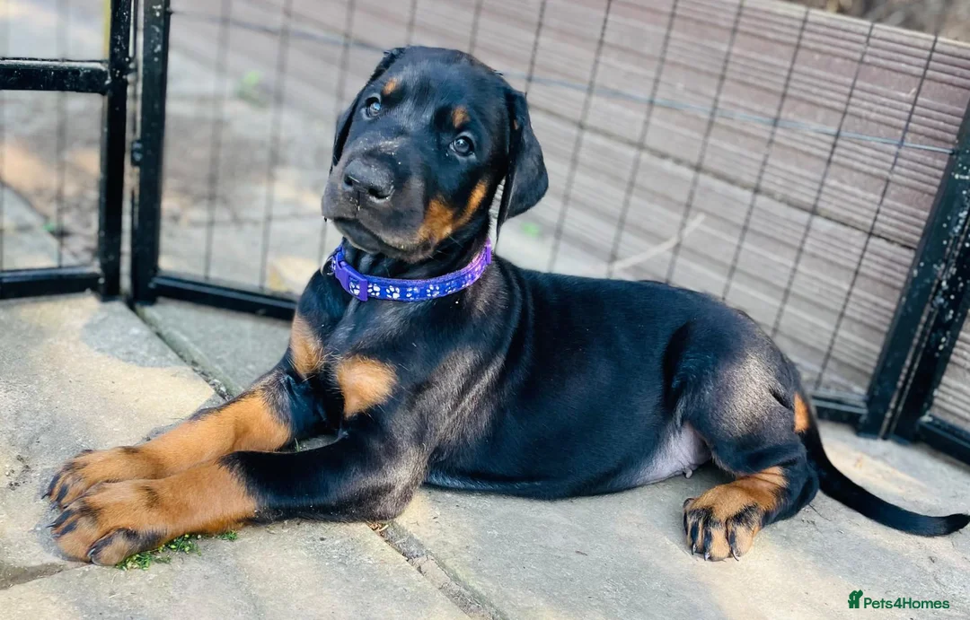 Dobermann dogs for sale: KC registered exclusive Dobermann puppies  - Advert 1