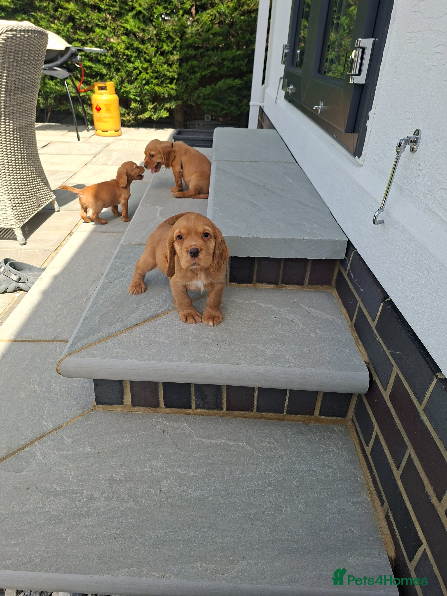 Cocker Spaniel dogs KC Reg hereditary clear working Cocker spaniels - Advert 1