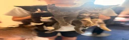 Mixed Breed cats for sale: Three beautiful kittens ready to go.  in Southampton - Advert 6