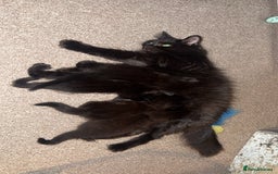 Norwegian Forest Cat cats for sale: Kittens - Advert 5