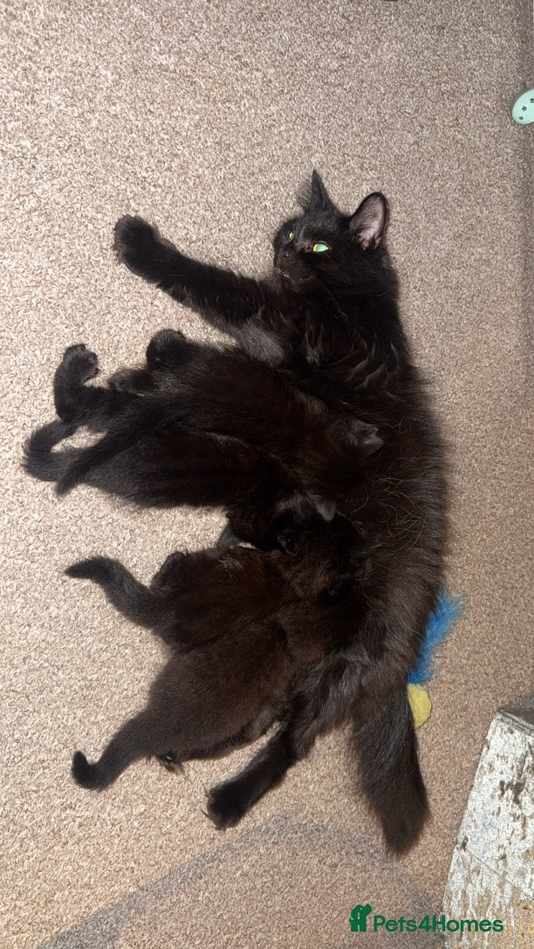 Norwegian Forest Cat cats for sale: Kittens - Advert 5