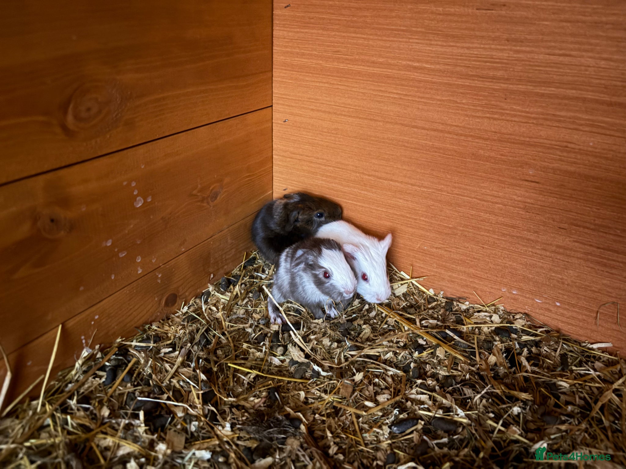 Guinea Pig rodents Guinea pig babies FOR SALE - Advert 2