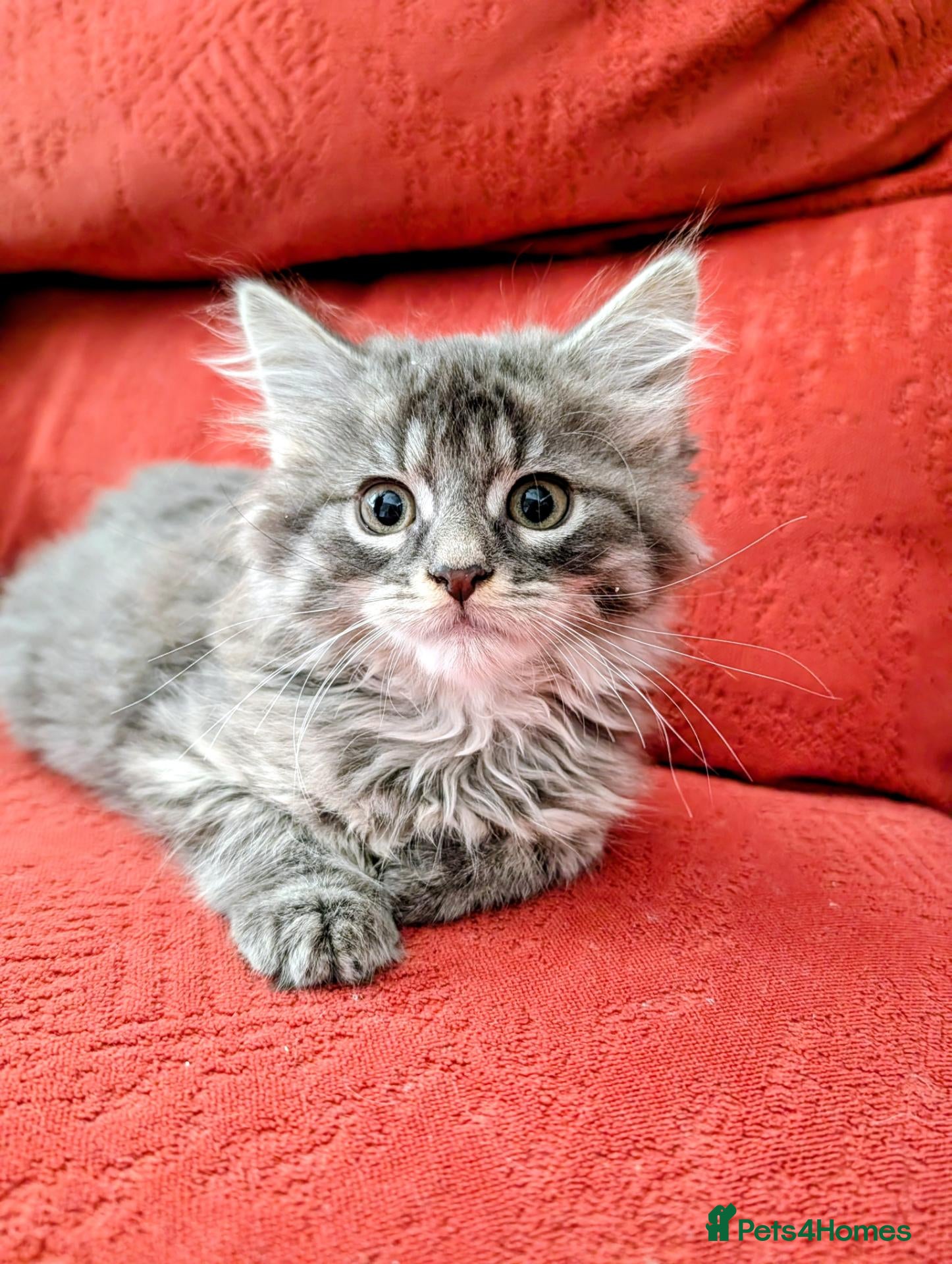 Mixed Breed cats Stunning Fluffy Kittens  - Advert 1