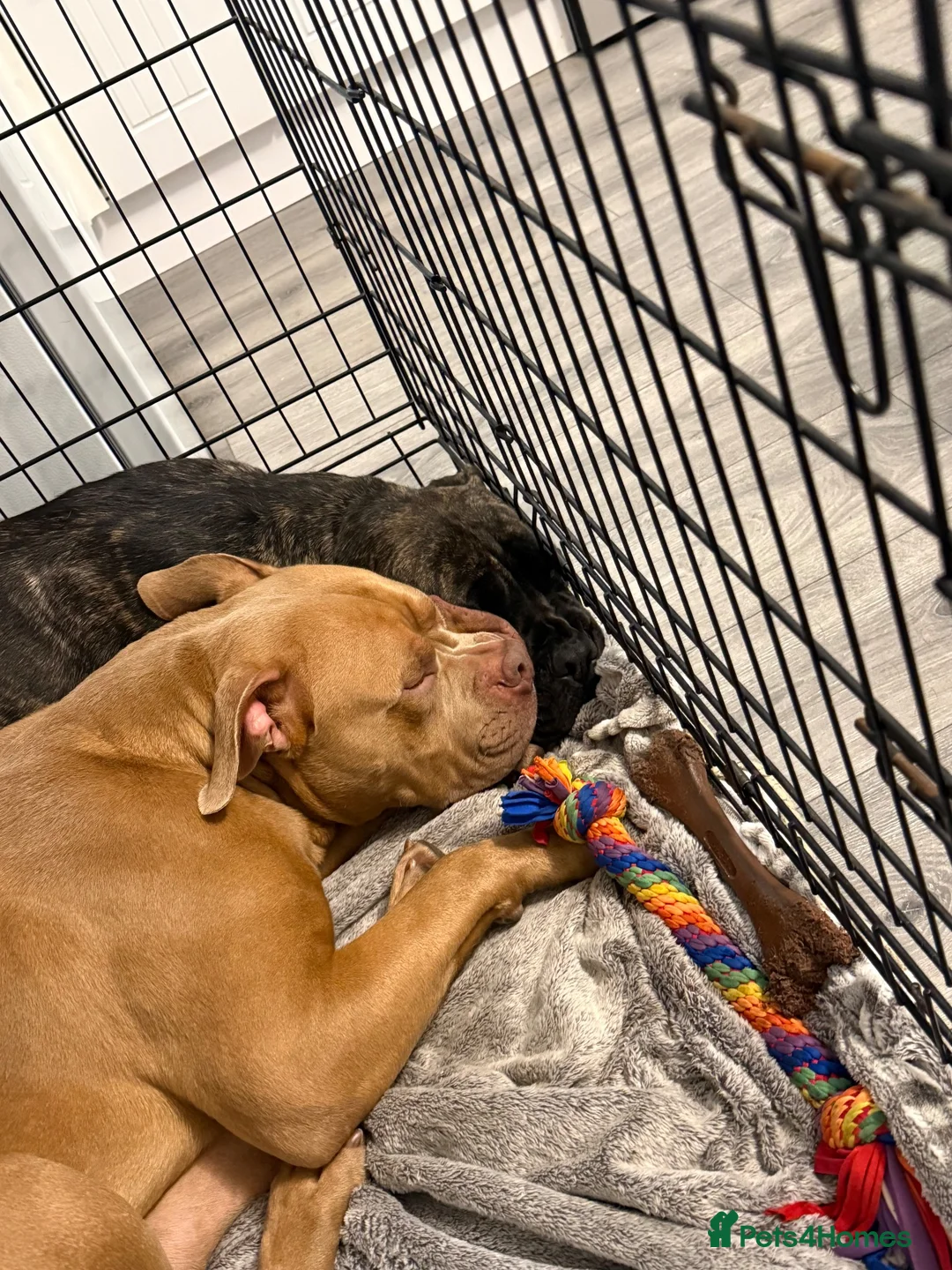 Mixed Breed dogs for sale: 11 month old Cane corso X Borboel  - Advert 2