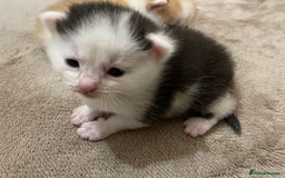 Mixed Breed cats for sale: 4 beautiful half persian kittens - Image 8