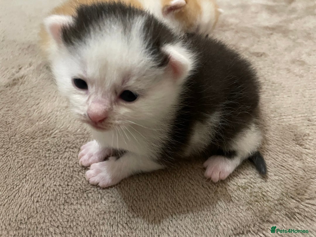 Mixed Breed cats for sale: 4 beautiful half persian kittens - Image 8