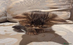 Exotic cats for sale: Super high quality Exotics - TICA reg pedigree - Image 14