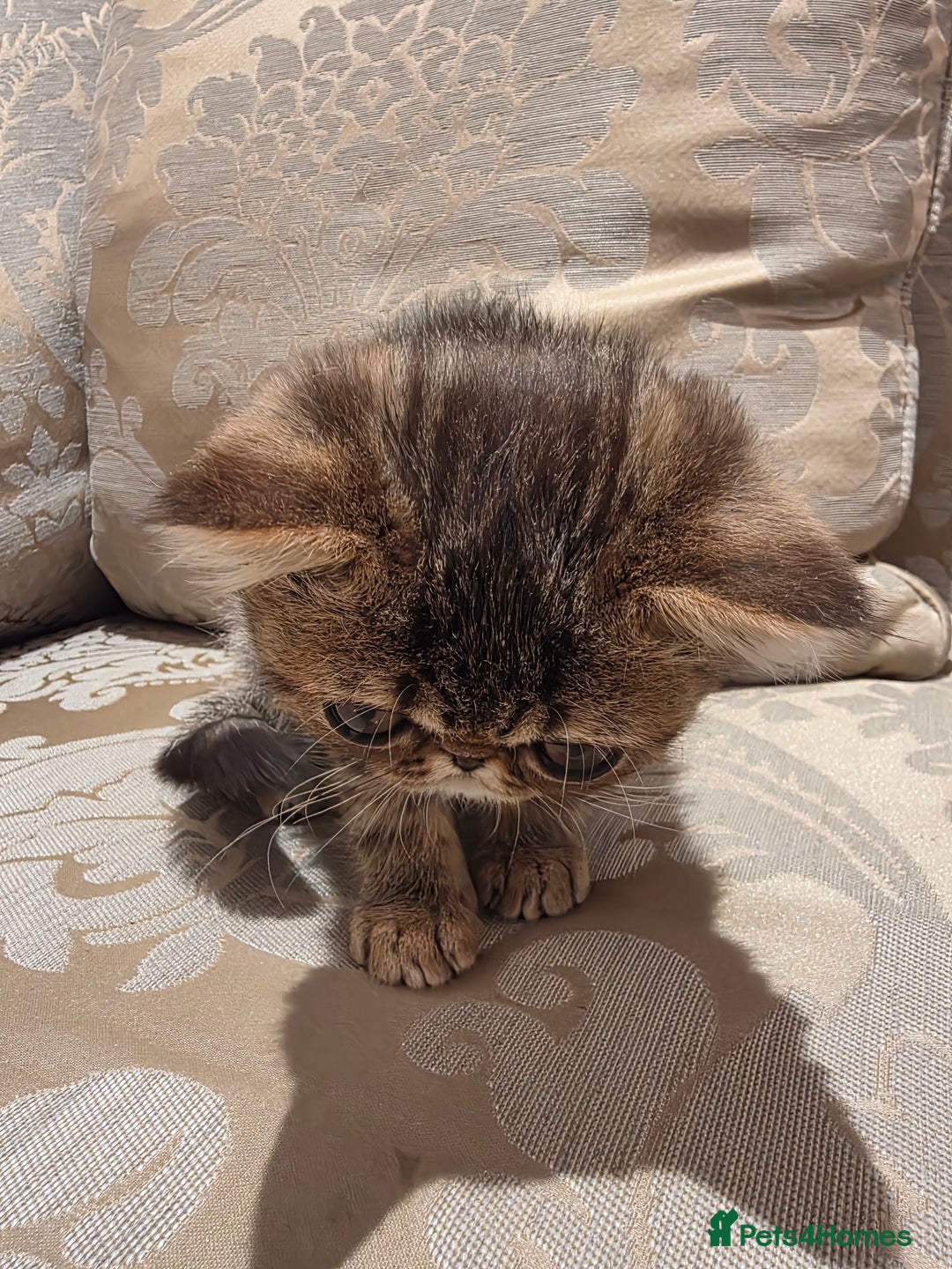 Exotic cats for sale: Super high quality Exotics - TICA reg pedigree - Image 14
