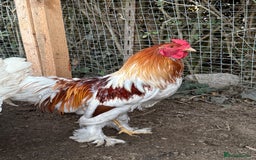 Chickens poultry for sale: 2 Roosters for sale ✨🤍 - Image 2