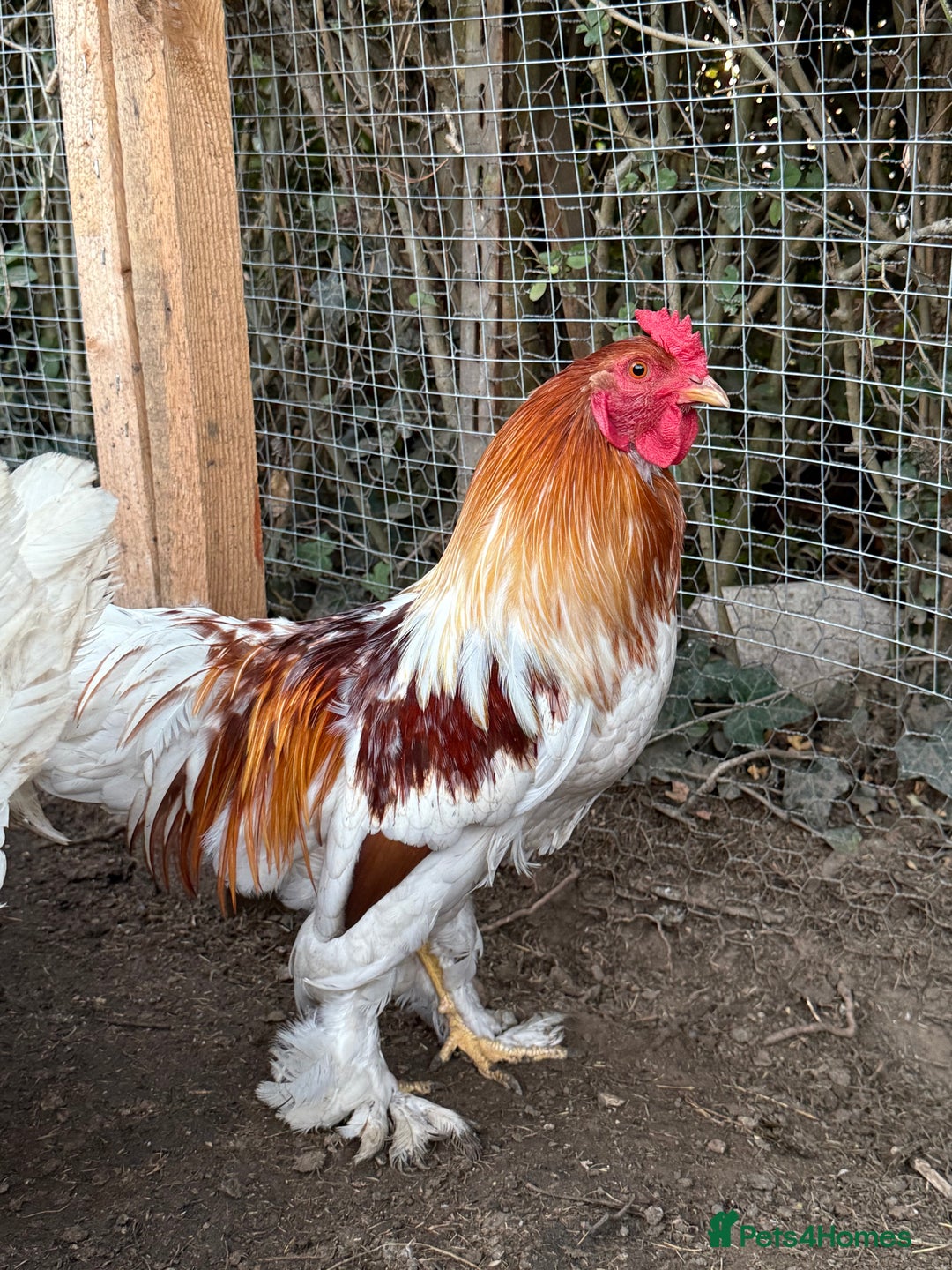Chickens poultry for sale: 2 Roosters for sale ✨🤍 - Image 2