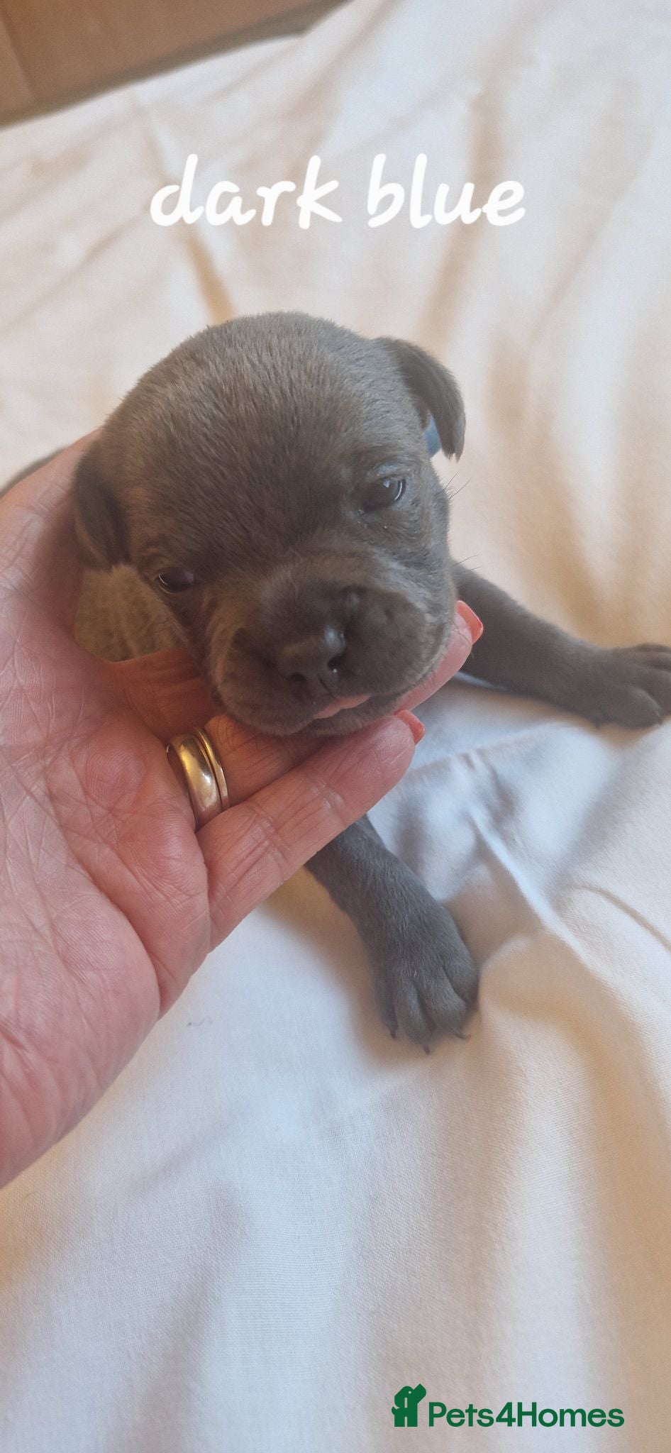 Staffordshire Bull Terrier dogs Perfect Staffordshire bull terrier puppies  - Advert 2