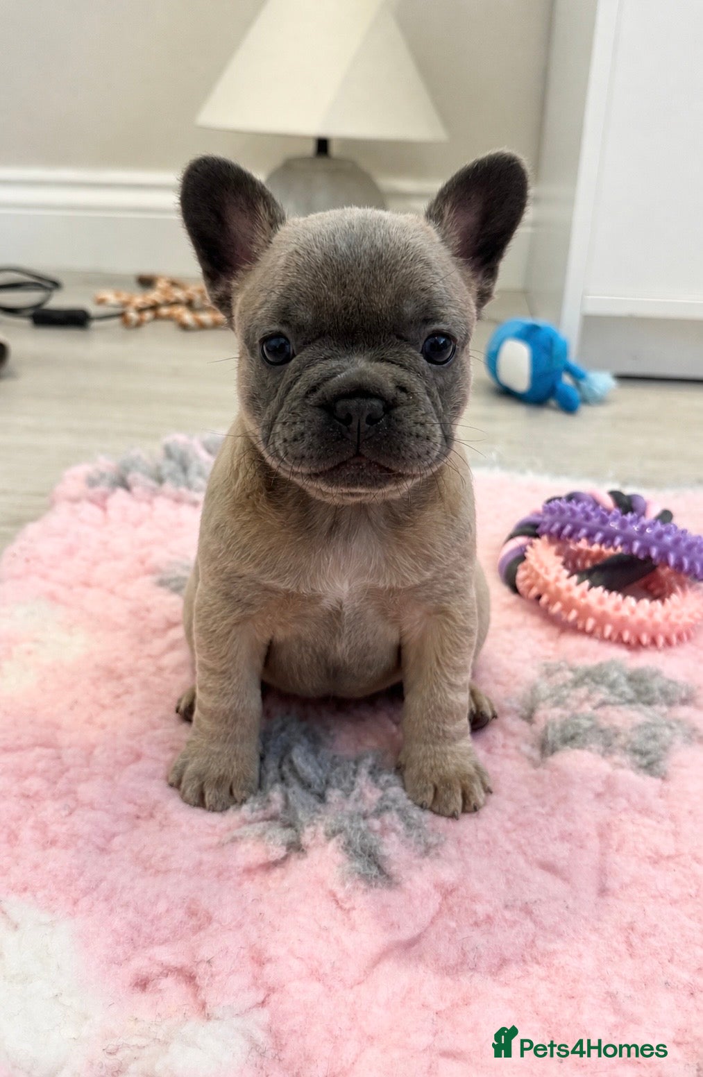 French Bulldog dogs for sale: Last Girl Remaining 🐶  KC Registered ! - Advert 18