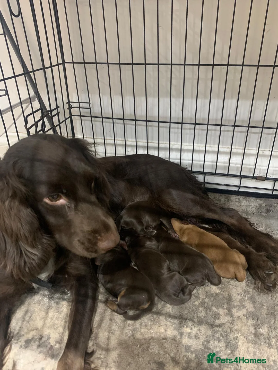 Cocker Spaniel dogs for sale: WONDERFUL COCKER SPANIEL PUPPYS - Advert 2