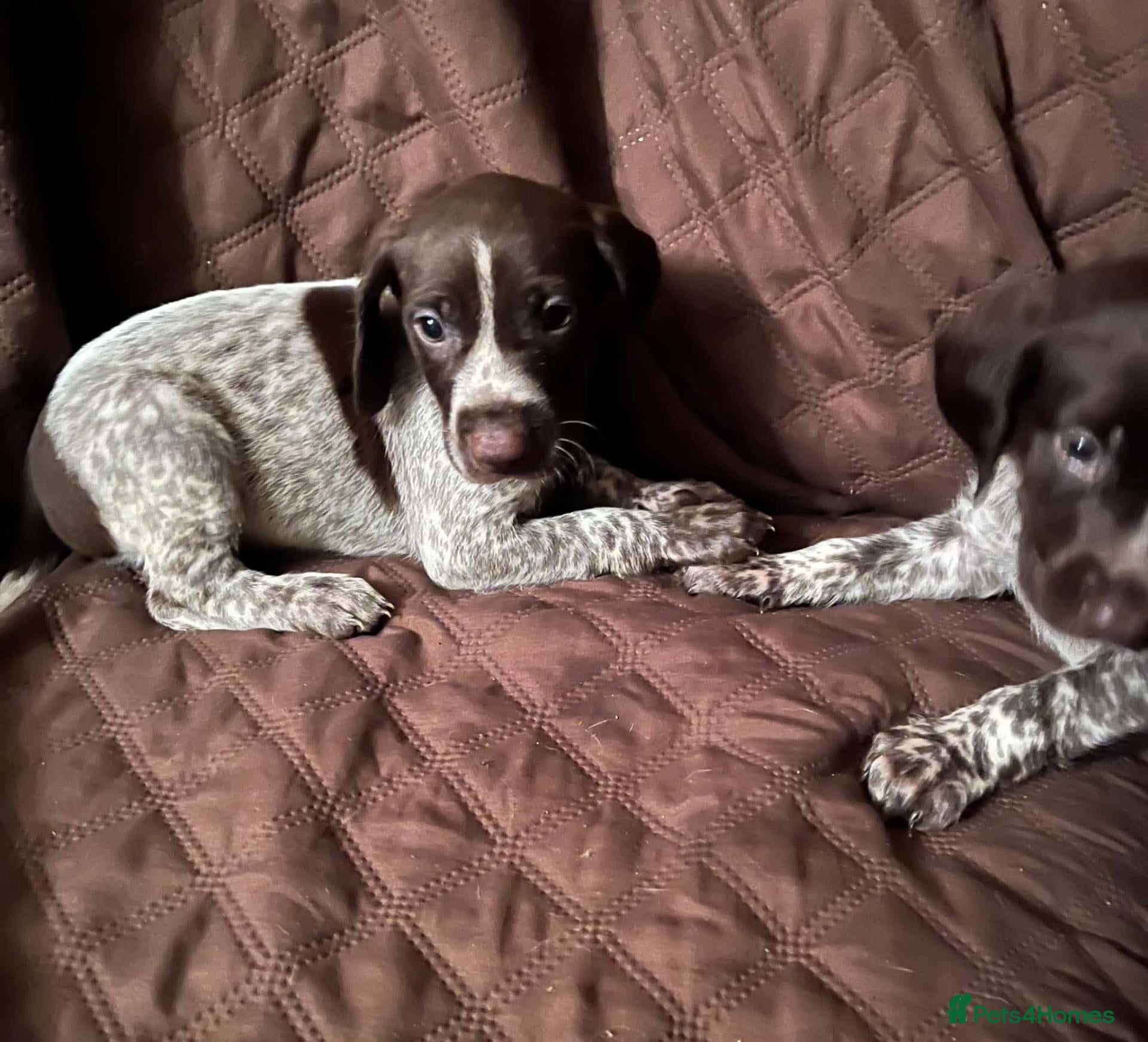 German Shorthaired Pointer dogs ❤️Gorgeous Gsp puppies ❤️🐾🐾 - Advert 2