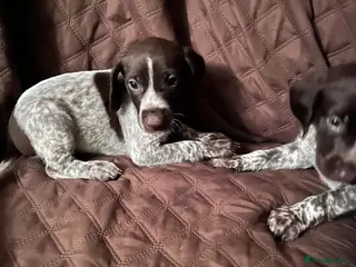 German Shorthaired Pointer dogs ❤️Gorgeous Gsp puppies ❤️🐾🐾 - Advert 2
