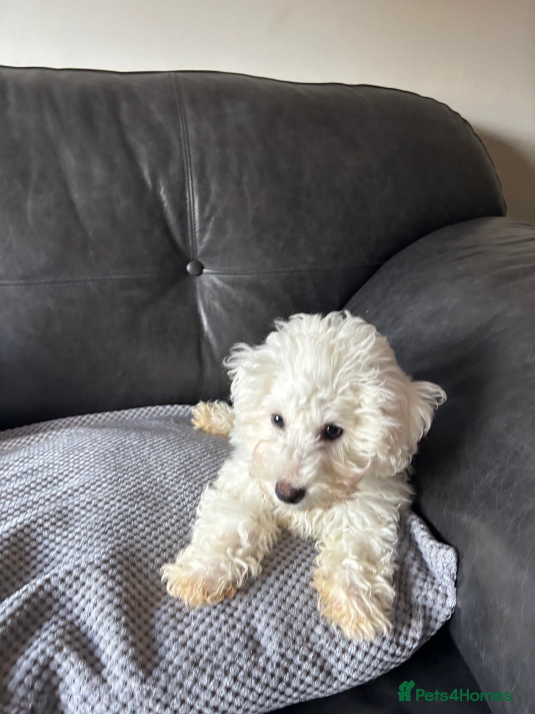 Bichon Frise dogs for sale: Bichon Frise Puppies- Ready to leave  - Image 7