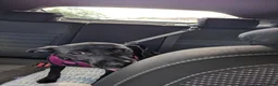 Mexican Hairless dogs for sale: KC registered Miniature mexican hairless (Xolo) - Advert 3