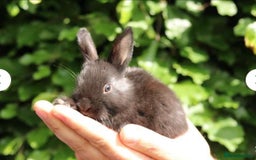 Mixed Breed rabbits for sale: 2 female rabbits  - Image 3