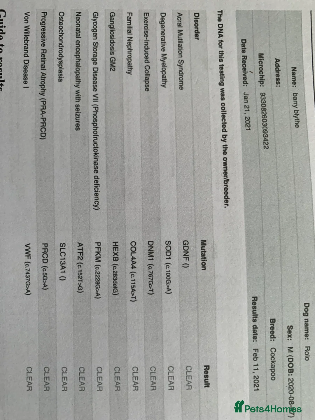 Cockapoo dogs for stud: MERLE F1b MINIATURE COCKAPOO at stud in Rowlands Gill - Advert 11