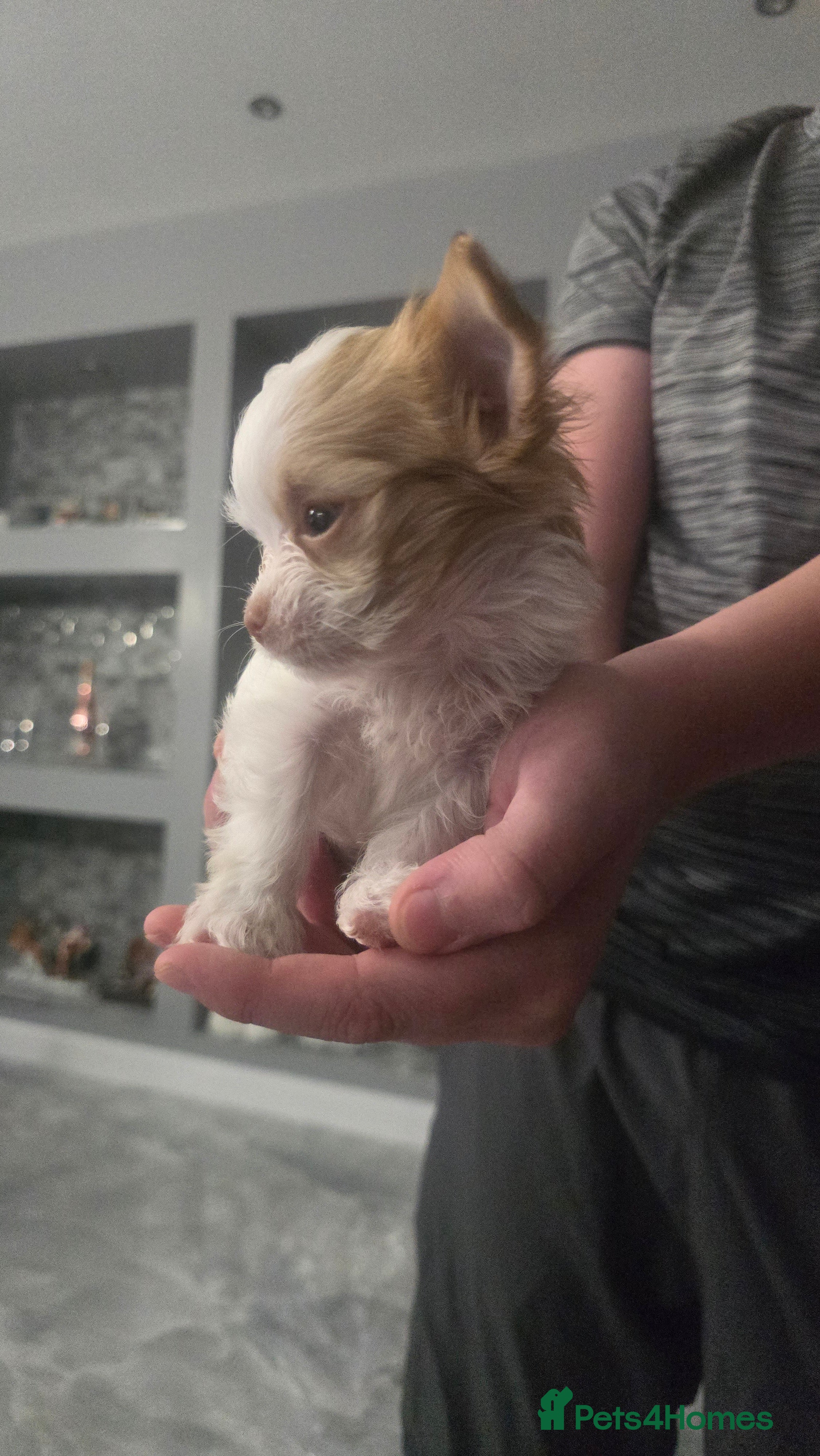 Chihuahua dogs  **  chihuahua - Advert 2